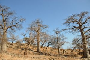 Baobaby pri Salalah – pripomienka dávnej spolupráce s otrokárskym Madagaskarom.